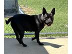 Adopt Missy a Black Staffordshire Bull Terrier / Mixed dog in Perry