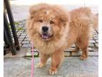 Adopt Ziggy a Brown/Chocolate Chow Chow / Mixed Breed (Medium) / Mixed (short