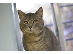 Adopt Clay a Gray or Blue Domestic Shorthair / Mixed Breed (Medium) / Mixed