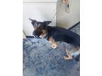 Adopt Boomer a Black German Shepherd Dog / Mixed Breed (Medium) / Mixed (short