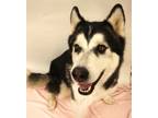Adopt 84162 Diesel a Black Alaskan Malamute / Mixed Breed (Medium) / Mixed