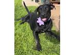 Adopt Gretchen a Black Labrador Retriever / Mixed Breed (Large) / Mixed dog in