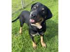 Adopt Chad a Black - with Tan, Yellow or Fawn Labrador Retriever / Mixed Breed