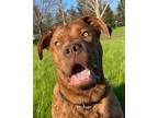 Adopt Sanderson a Brindle Mastiff / Mixed Breed (Medium) / Mixed (short coat)