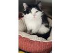 Adopt Pudding a All Black Domestic Longhair / Mixed Breed (Medium) / Mixed