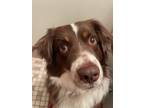 Adopt Cocoa Puffs a Brown/Chocolate - with Tan Australian Shepherd / Mixed dog