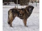 Adopt Greta a Black Anatolian Shepherd / Shepherd (Unknown Type) / Mixed dog in