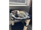 Adopt Daisy a Brown Tabby American Shorthair (short coat) cat in Mount Airy