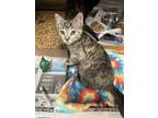 Adopt Sidney a Brown Tabby Domestic Shorthair / Mixed Breed (Medium) / Mixed