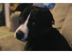 Adopt Bandit a Black Mixed Breed (Small) / Mixed Breed (Medium) / Mixed