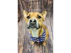 Adopt Grizzly a Tan/Yellow/Fawn Boxer / Mixed Breed (Medium) / Mixed (short