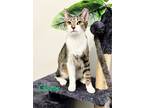 Adopt Clover a Brown or Chocolate (Mostly) American Bobtail (short coat) cat in