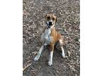 Adopt Tobi a Brown/Chocolate Boxer / Mixed Breed (Medium) / Mixed (short coat)