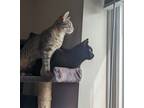 Adopt Storm & Vixey a Gray, Blue or Silver Tabby Domestic Shorthair (short coat)