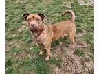 Adopt Coco a Brown/Chocolate Labrador Retriever / Mixed Breed (Medium) / Mixed
