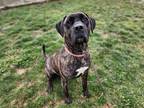 Adopt Queen Bee a Brindle Mastiff / Mixed Breed (Medium) / Mixed (short coat)