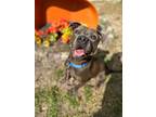 Adopt Gino a Merle Mixed Breed (Small) / Mixed Breed (Medium) / Mixed (short