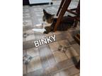 Adopt BINKY a Tan or Fawn Tabby Domestic Shorthair (short coat) cat in