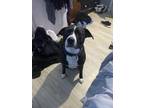 Adopt Mouse a Brindle Mutt / Mixed dog in Woonsocket, RI (41113272)