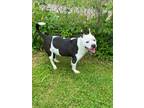 Adopt spud a American Pit Bull Terrier / Mixed dog in Carrollton, KY (41112944)