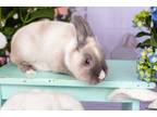 Adopt Widget a Siamese Other/Unknown / Mixed (medium coat) rabbit in Laurens
