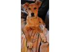 Adopt Tawny a Red/Golden/Orange/Chestnut Black Mouth Cur / Basenji / Mixed dog