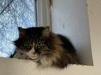Adopt Jack a Brown Tabby Domestic Mediumhair (medium coat) cat in Grand