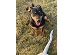 Adopt Roscoe a Black - with Tan, Yellow or Fawn Lancashire Heeler / Dachshund /