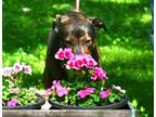 Adopt Doobie a Brindle Hound (Unknown Type) / Labrador Retriever / Mixed dog in