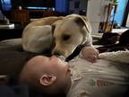 Adopt Koda a Tan/Yellow/Fawn Labrador Retriever / Pit Bull Terrier / Mixed dog