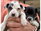Adopt Katrina a White Fox Terrier (Smooth) / Mixed Breed (Medium) / Mixed (short