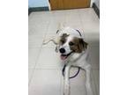Adopt Oakley a White - with Tan, Yellow or Fawn Australian Shepherd / Mixed dog