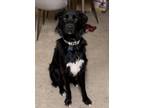 Adopt Finnegan (Finn) a Black - with White Mutt / Mixed dog in San Diego