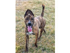 Adopt Presley a Brindle Dutch Shepherd / Mixed Breed (Medium) / Mixed (short