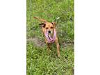 Adopt Loetta a Red/Golden/Orange/Chestnut Chiweenie / Mixed dog in Tampa