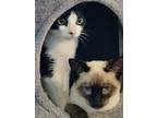 Adopt Romeo & Cecil Valentine BONDED PAIR a Siamese / Mixed (short coat) cat in