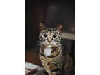Adopt 72231a Pelican-Pounce Cat Cafe a Brown Tabby Domestic Shorthair / Mixed