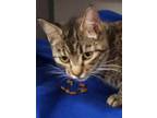 Adopt Azalea a Brown Tabby Domestic Shorthair / Mixed Breed (Medium) / Mixed