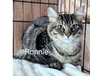 Adopt Ronnie a Brown Tabby American Shorthair (short coat) cat in Fort Myers