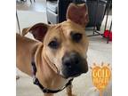 Adopt Kimber a Tan/Yellow/Fawn American Pit Bull Terrier / Mixed Breed (Medium)