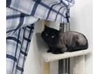 Adopt Marv a All Black Domestic Longhair (long coat) cat in Missoula