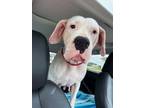Adopt MALIAH a White Dogo Argentino / Mixed dog in Katy, TX (41109969)