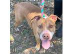 Adopt Joon a Brindle American Pit Bull Terrier / Mixed Breed (Medium) / Mixed