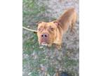 Adopt Benny a Brindle American Pit Bull Terrier / Mixed Breed (Medium) / Mixed