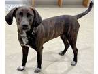 Adopt Preston a Brindle - with White Labrador Retriever / Plott Hound / Mixed