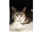 Adopt Mooshu a White Domestic Shorthair / Mixed Breed (Medium) / Mixed (short