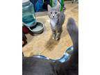 Adopt Tippy a Gray, Blue or Silver Tabby Domestic Shorthair (short coat) cat in