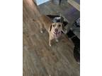 Adopt Cheyenne a Tan/Yellow/Fawn - with White Labrador Retriever / Pointer /