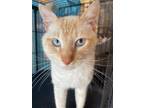 Adopt Colt a Orange or Red Siamese / Mixed Breed (Medium) / Mixed (short coat)