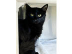 Adopt Skinny a All Black Domestic Mediumhair / Mixed Breed (Medium) / Mixed
